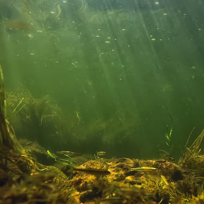 Murky lake underwater