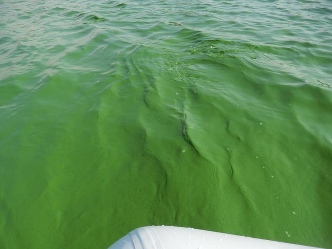 Water covered in HABs