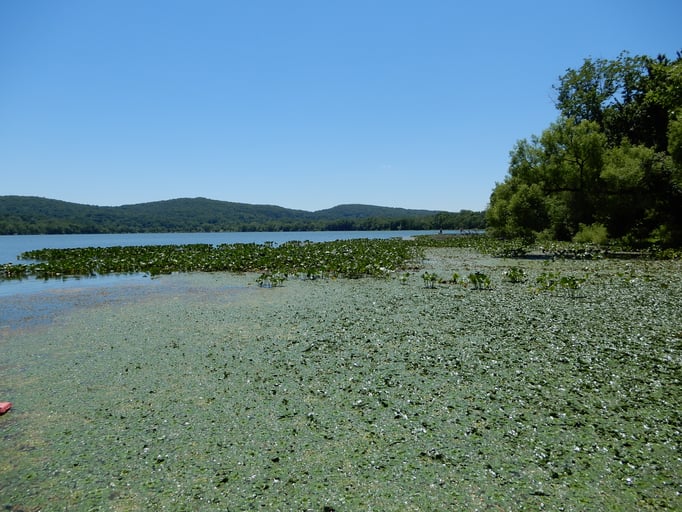 Invasive weeds on lake surface