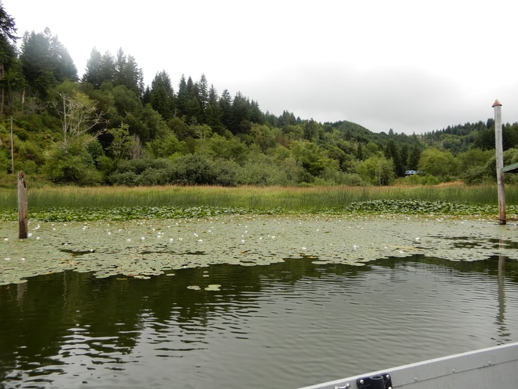 Lilly pads on lake surface