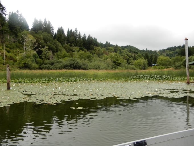 Lilly pads on lake surface