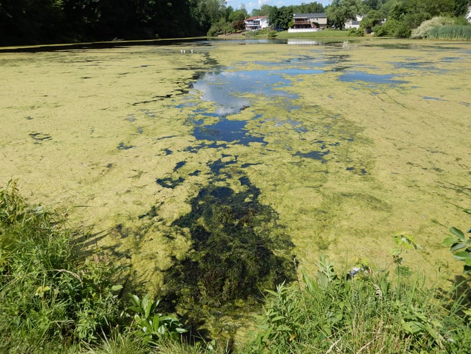 Shoreline with algae growth