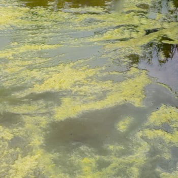 Algae growth on lake