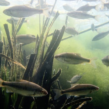 Fish under lake surface